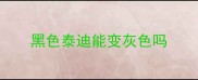 黑色泰迪能变灰色吗