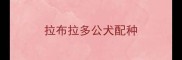 拉布拉多公犬配种