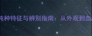 奶白拉布拉多纯种特征与辨别指南从外观到血统证书的全面