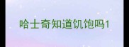 哈士奇知道饥饱吗
