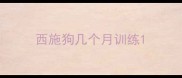西施狗几个月训练