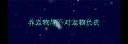 养宠物却不对宠物负责