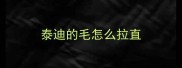 泰迪的毛怎么拉直