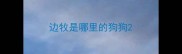 边牧是哪里的狗狗