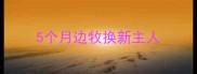 5个月边牧换新主人
