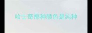 哈士奇那种颜色是纯种