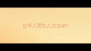 巴哥犬要打几次疫苗