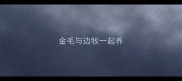 金毛与边牧一起养