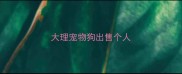 大理宠物狗出售个人