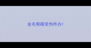 金毛眼睛受伤咋办