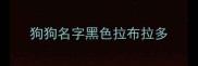 狗狗名字黑色拉布拉多