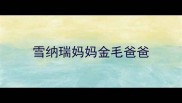 雪纳瑞妈妈金毛爸爸