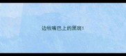 边牧嘴巴上的黑斑