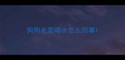 狗狗老是喝水怎么回事