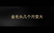金毛头几个月变大