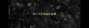 四个月的泰迪吃蛋黄