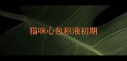 猫咪心包积液初期