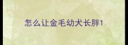 怎么让金毛幼犬长胖