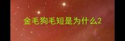 金毛狗毛短是为什么