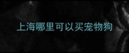 上海哪里可以买宠物狗