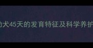 金毛幼犬45天的发育特征及科学养护指南