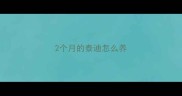 2个月的泰迪怎么养