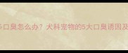 金毛和拉布拉多口臭怎么办犬科宠物的5大口臭诱因及有效应对方案