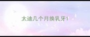 太迪几个月换乳牙