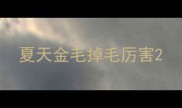 夏天金毛掉毛厉害