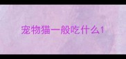 宠物猫一般吃什么