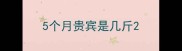 5个月贵宾是几斤