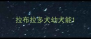 拉布拉多犬幼犬能