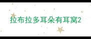 拉布拉多耳朵有耳窝