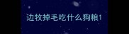 边牧掉毛吃什么狗粮