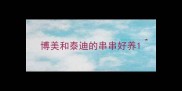 博美和泰迪的串串好养