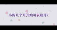 小狗几个月开始可以刷牙