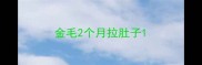 金毛2个月拉肚子