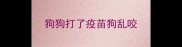 狗狗打了疫苗狗乱咬