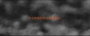 什么时候的哈士奇最值钱