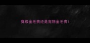 赛级金毛贵还是宠物金毛贵