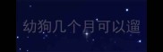 幼狗几个月可以遛