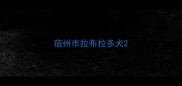 宿州市拉布拉多犬