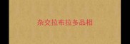 杂交拉布拉多品相