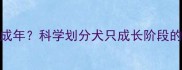 幼犬几个月成年科学划分犬只成长阶段的5大关键期