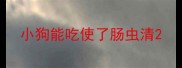 小狗能吃使了肠虫清