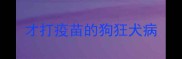 才打疫苗的狗狂犬病