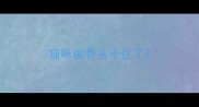 猫咪被骨头卡住了