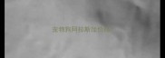 宠物狗阿拉斯加价格