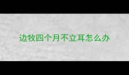 边牧四个月不立耳怎么办