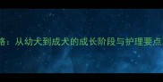 大型犬饲养全攻略从幼犬到成犬的成长阶段与护理要点附月龄对照表